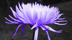 Purple Flower